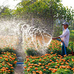 watering services in westchester by omega landscaping